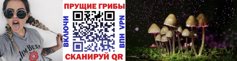 Купить где Тотьма Галлюциногенные грибы Psilocybe